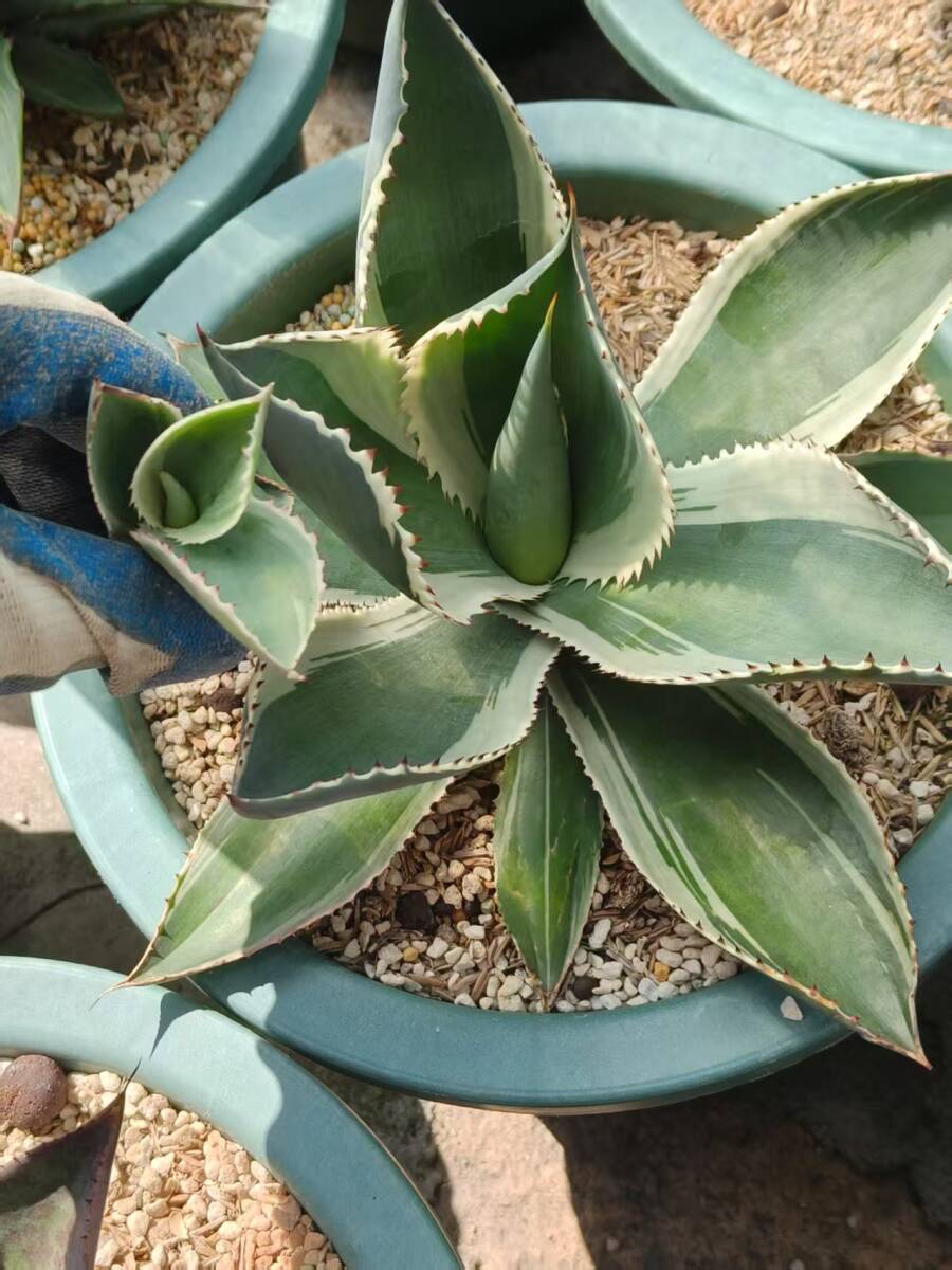 Yahoo!オークション -「セルシー」(アガベ) (観葉植物)の落札 Yahoo!オークション -「セルシー」(アガベ) (観葉植物)の落札