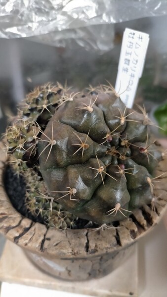 ☆ 希少 レア 多肉 サボテン ギムノカリキウム 牡丹玉 大きいです 群生 陶器鉢付き 美品 送料無料 早い者勝ち☆