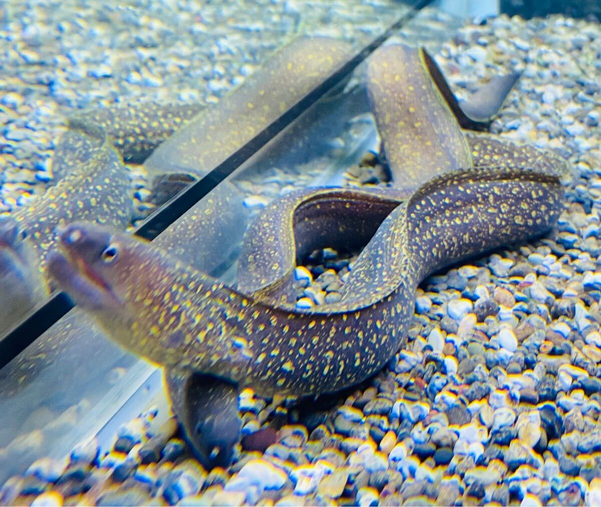 最高 Yahoo!オークション -「ウツボ」(淡水魚) (熱帯魚)の落札相場 その他