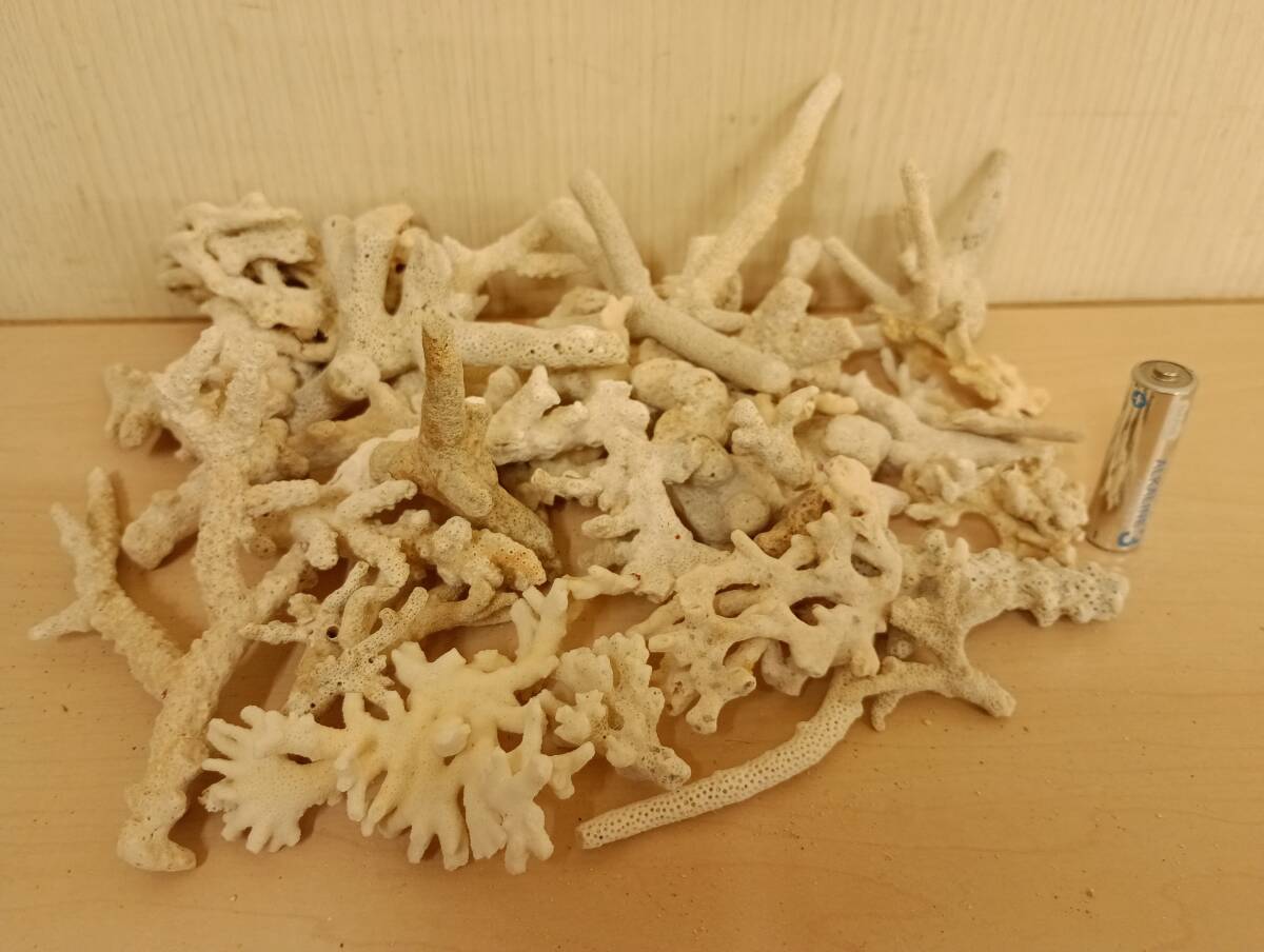 Yahoo!オークション -「珊瑚 置物 白」(魚、水草) (ペット用品 Yahoo!オークション -「珊瑚 置物 白」(魚、水草) (ペット用品