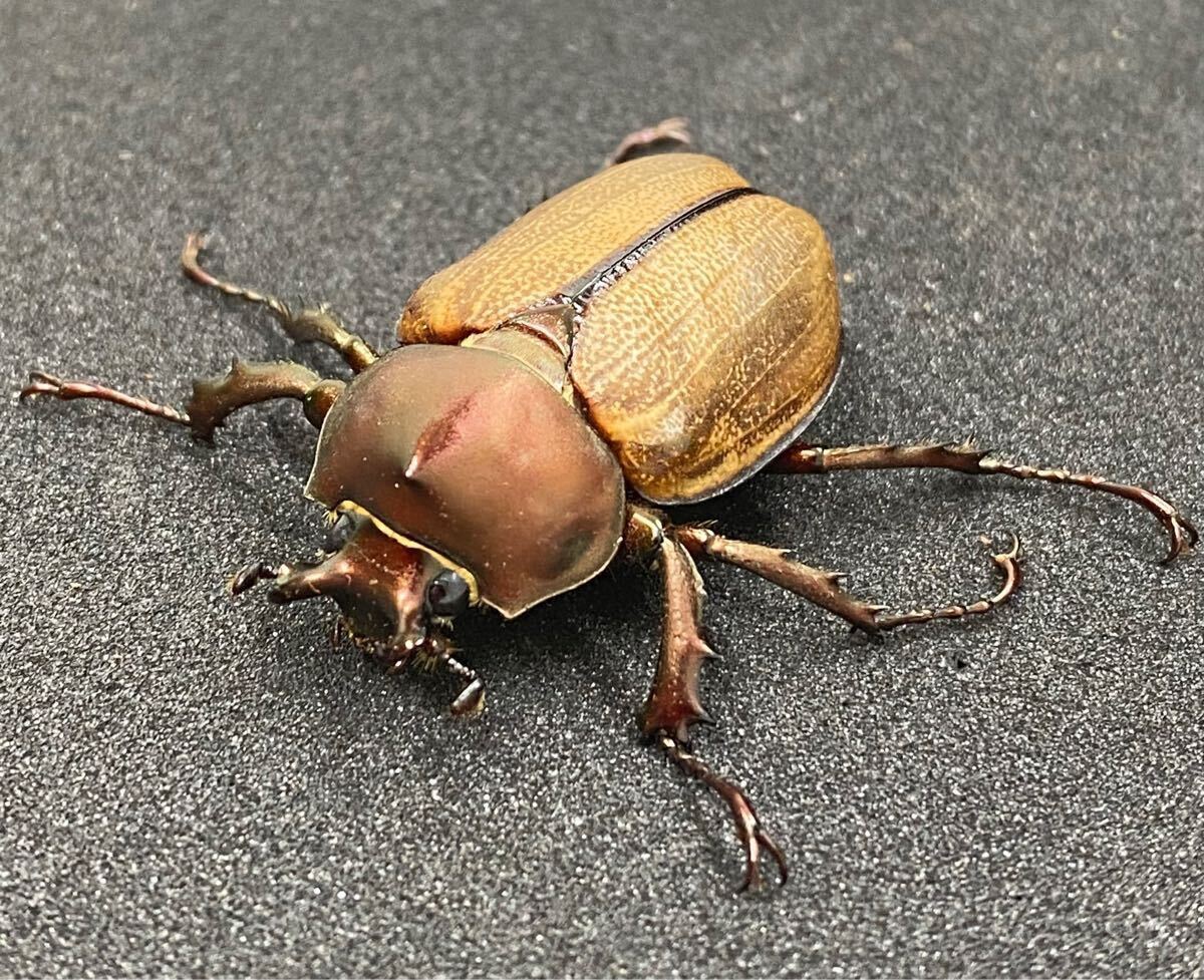 標本 ブラジル産 ヒサシサイカブト 86ミリ 昆虫用品