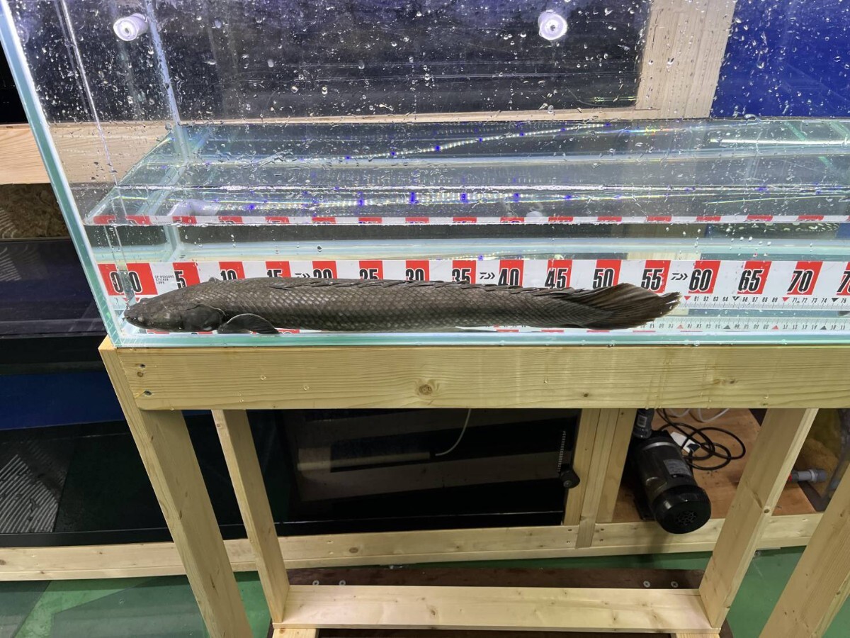 Yahoo!オークション -「チャド」(熱帯魚) (魚類、水生生物)の