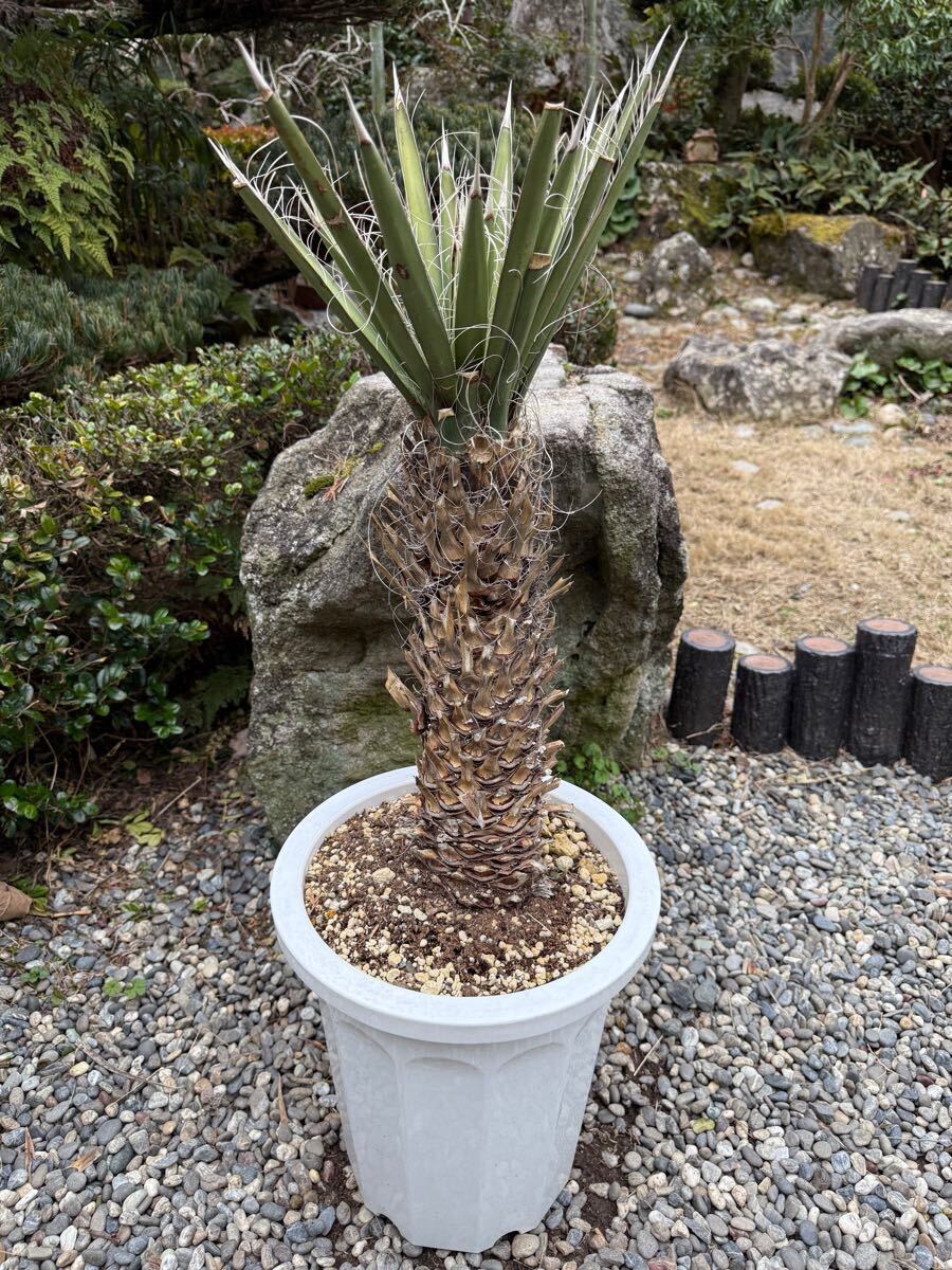 Yahoo!オークション -「フィリフェラ」(ユッカ) (観葉植物)の Yahoo!オークション -「フィリフェラ」(ユッカ) (観葉植物)の