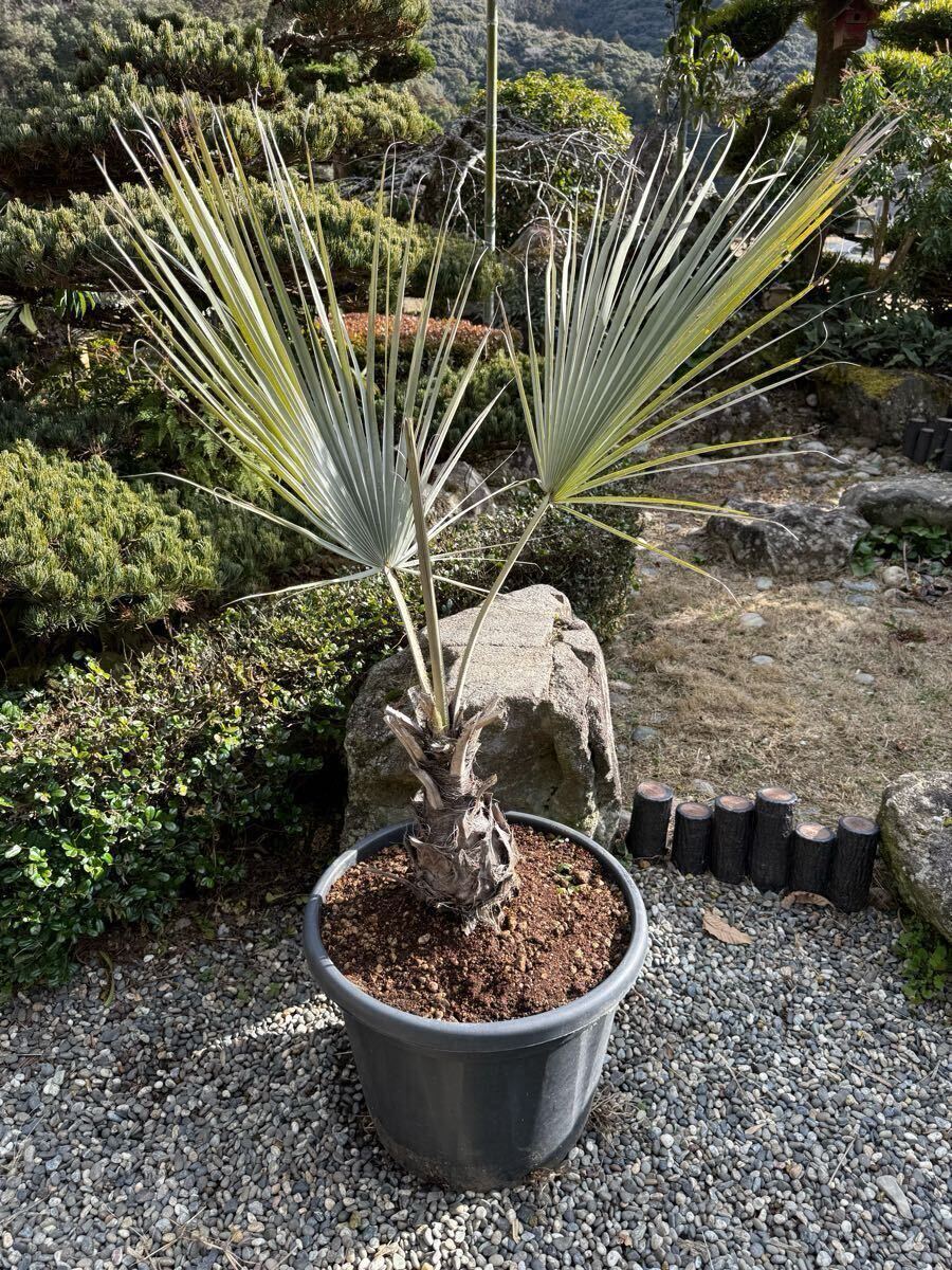 Yahoo!オークション -「brahea」(花、園芸) の落札相場・落札価格 Yahoo!オークション -「brahea」(花、園芸) の落札相場・落札価格