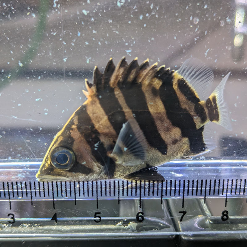 激レアダトニオ】 10㎝ マジの虎柄ユニークバンドダトニオ