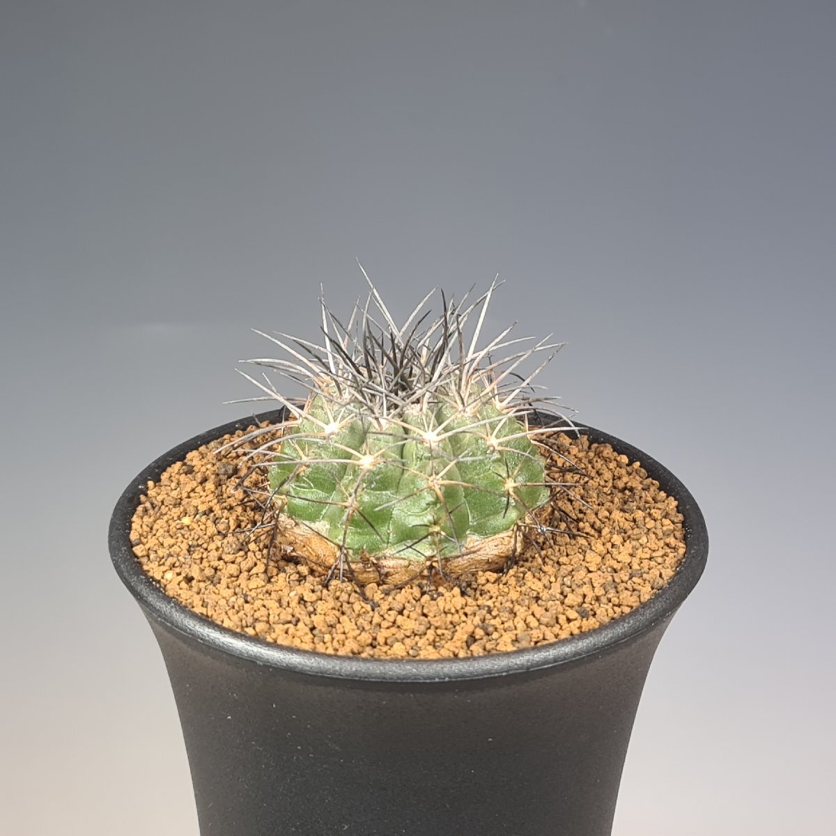 ACG ☆ コピアポア カルデラナ 帝冠竜 Copiapoa calderana