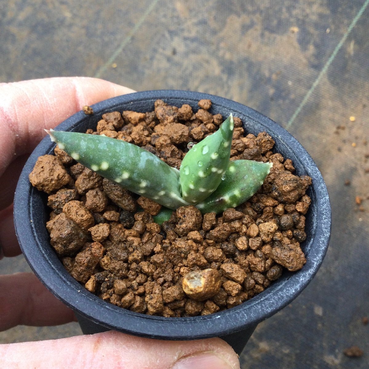 アロエ アレニコラ Aloe arenicola ｜ もくばらやの気楽な栽培記録