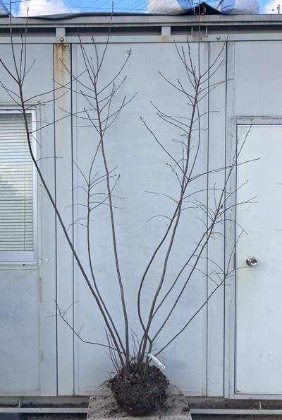 ジューンベリー　株立ち　実付き ジューンベリー株立ち（2～3本立）樹高1.5m根巻き の通販 | 園芸