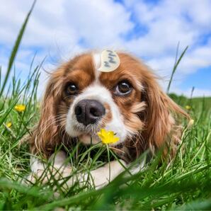 5個セット おめかしピン おしゃれピン ペット 子供 犬 ヘアクリップ 絵文字風