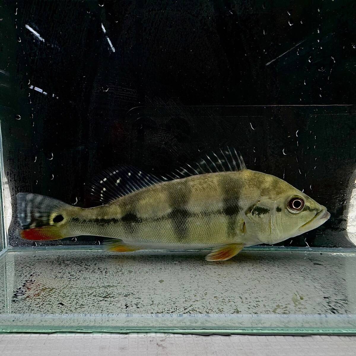 2025年最新】Yahoo!オークション -キクラ(魚類、水生生物)の中古