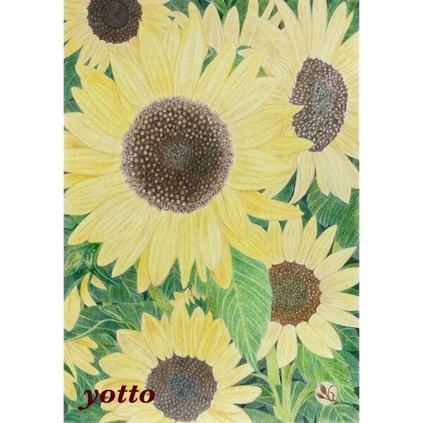 色鉛筆画「 向日葵 」B5・額付き◇◆手描き◇原画◆花◇◆yotto