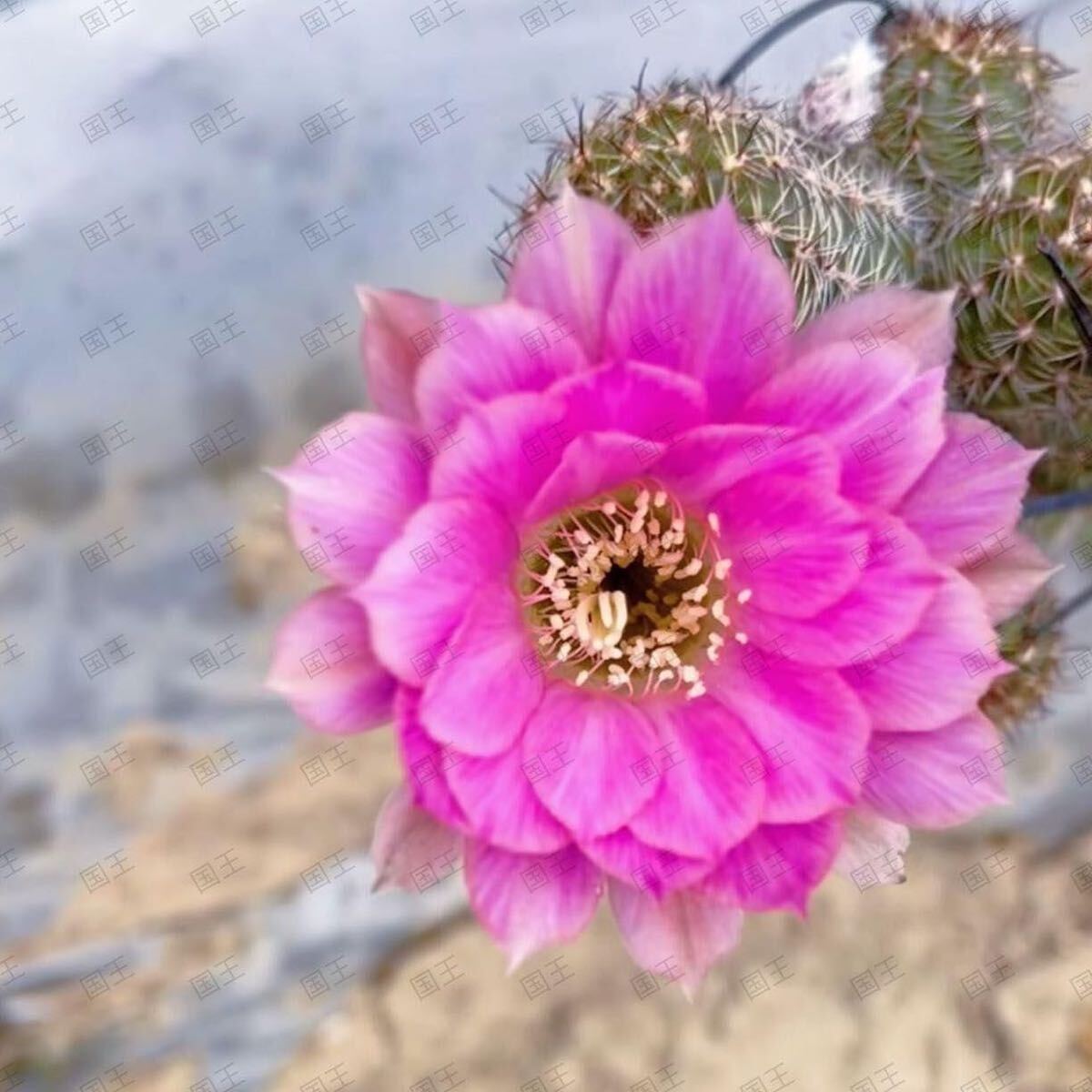 Yahoo!オークション -「サボテン 白檀」(観葉植物) の落札相場 Yahoo!オークション -「サボテン 白檀」(観葉植物) の落札相場