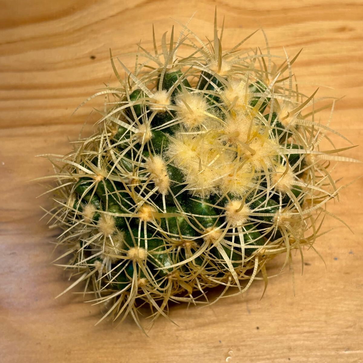 Yahoo!オークション -「刺金鯱」(サボテン) (観葉植物)の落札