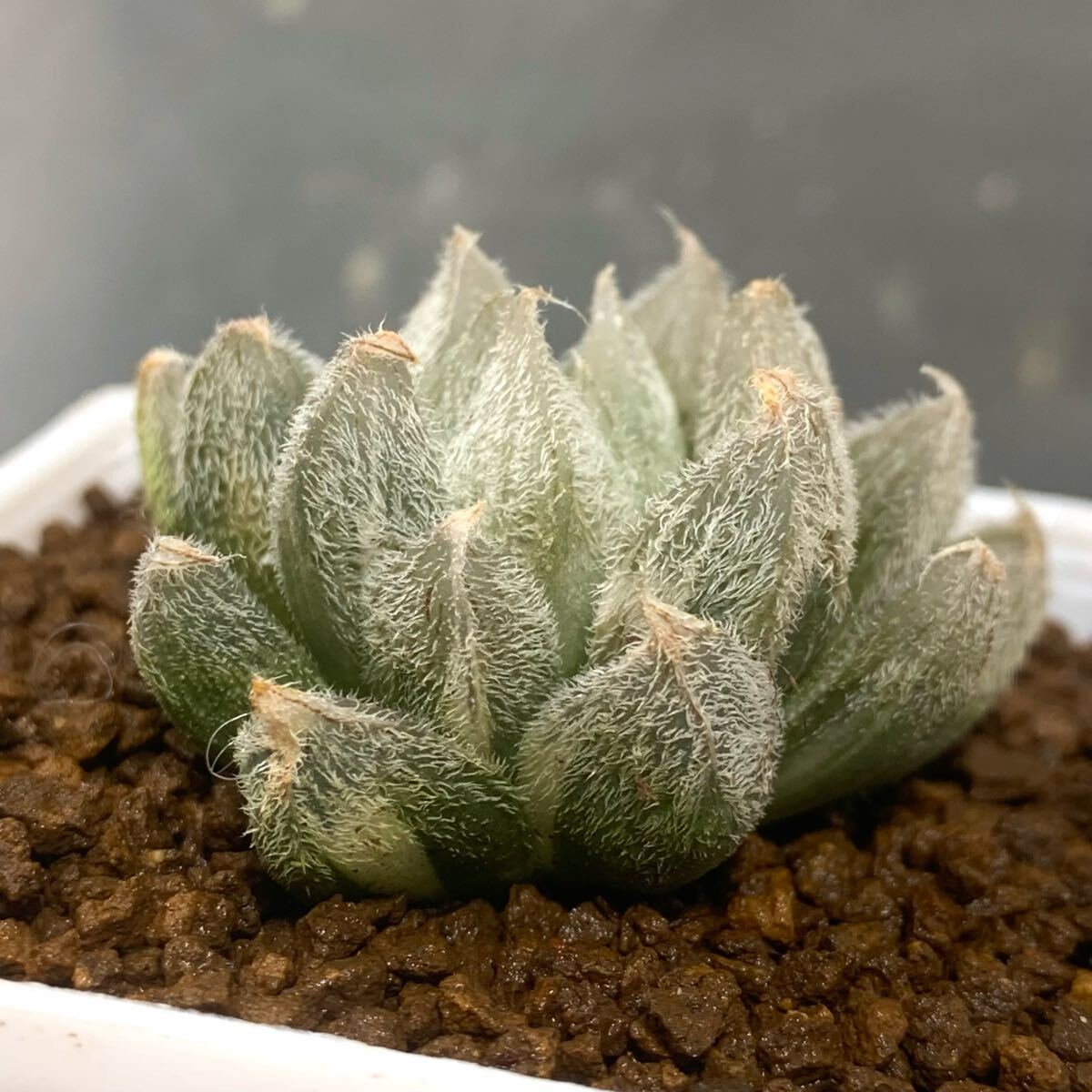 Yahoo!オークション -「九尾狐」(サボテン) (観葉植物)の落札