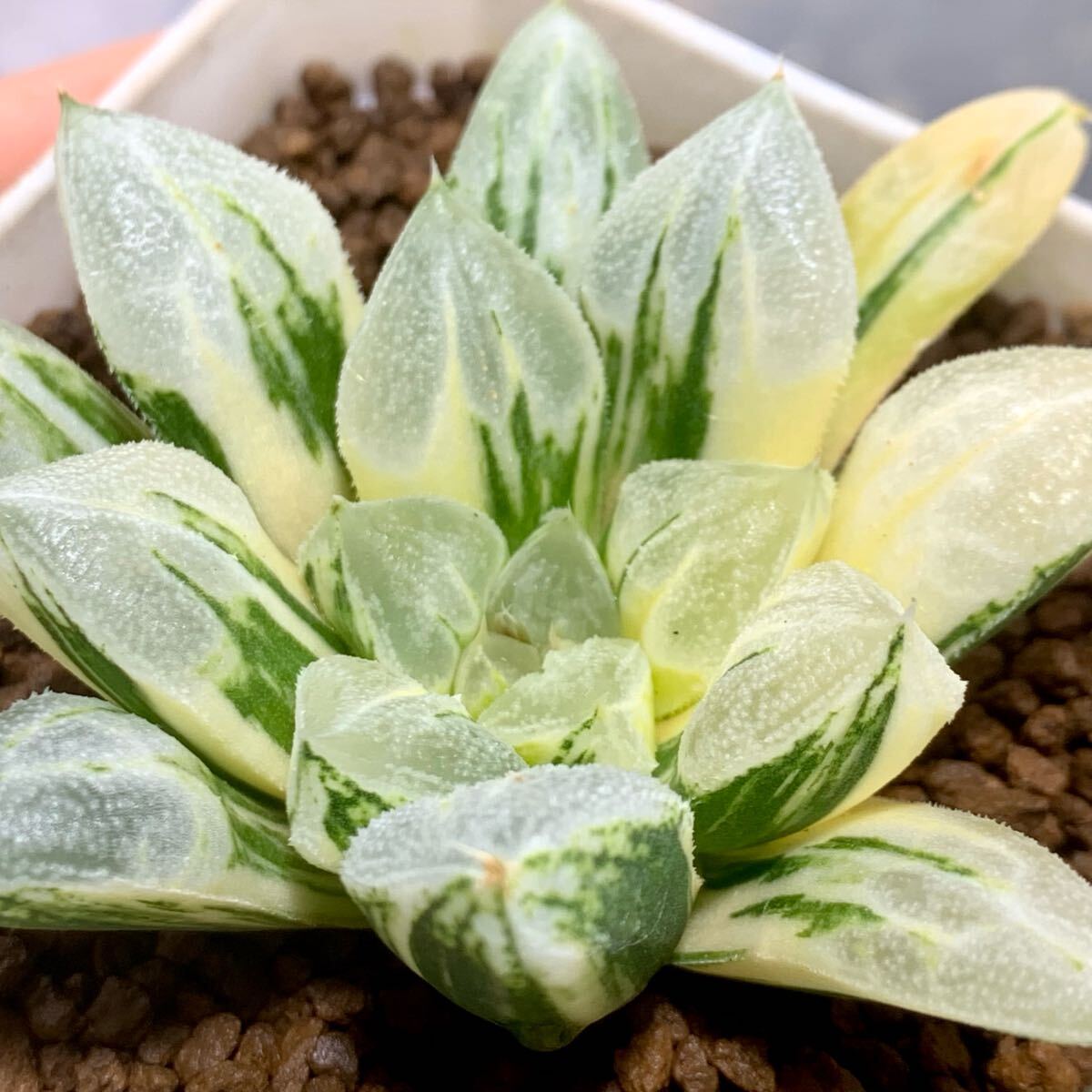 Yahoo!オークション -「ラブハート」(サボテン) (観葉植物)の Yahoo!オークション -「ラブハート」(サボテン) (観葉植物)の
