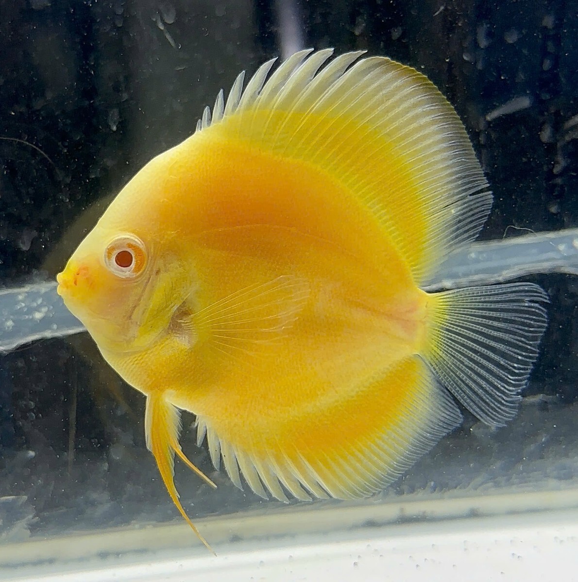 Yahoo!オークション -「アルビノ」(ディスカス) (淡水魚)の落札