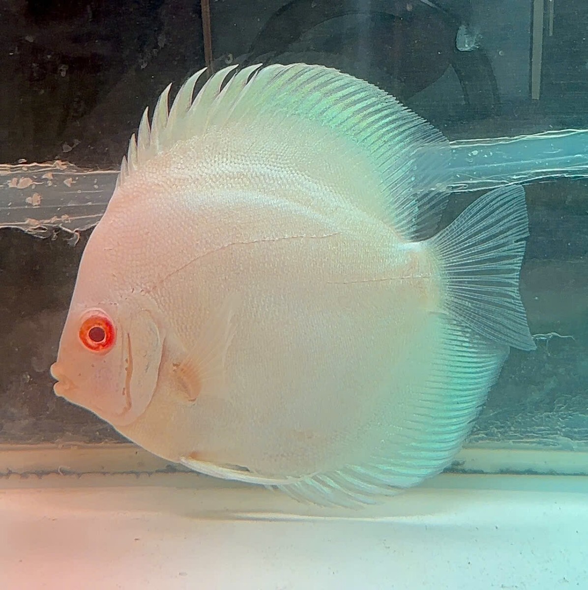 Yahoo!オークション -「アルビノ」(ディスカス) (淡水魚)の落札