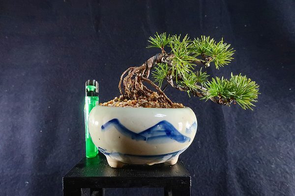 Yahoo!オークション -「五葉松 盆栽 懸崖」(松) (盆栽)の落札 Yahoo!オークション -「五葉松 盆栽 懸崖」(松) (盆栽)の落札