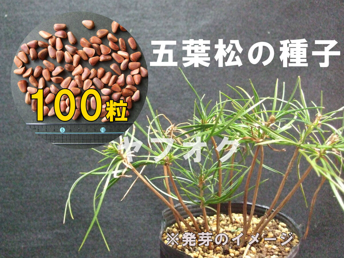 引き取り限定】盆栽 松 植木 庭 観葉植物