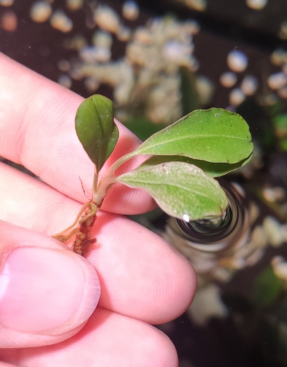 Yahoo!オークション -「バリエガータ」(水草) (魚、水草)の落札