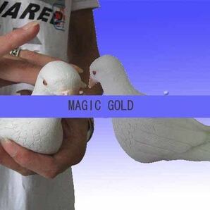 送料無料! ゴム鳩 ゴムバト 新品 激安 マジック 手品 gold