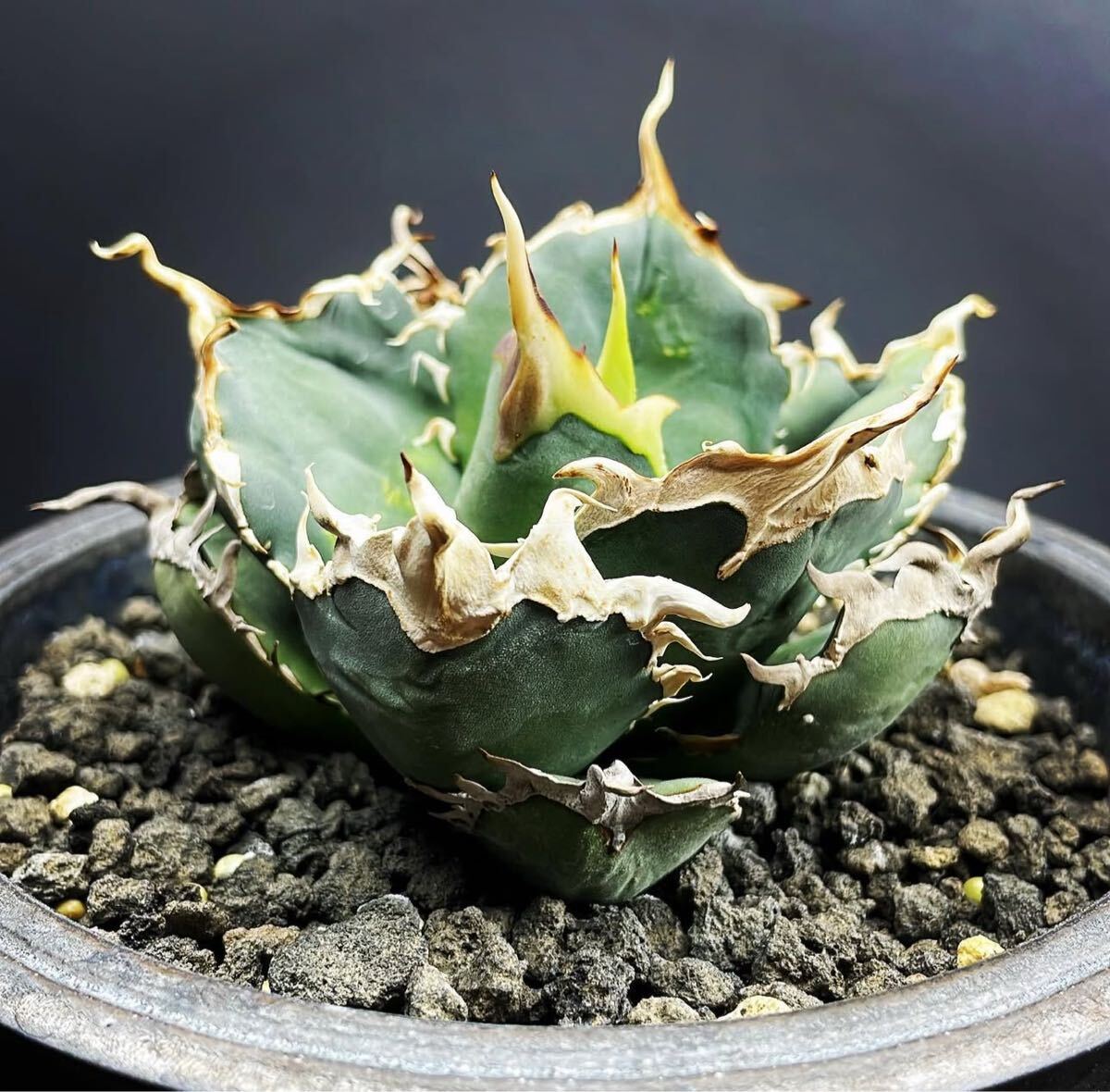 Yahoo!オークション -「烈焔」(アガベ) (観葉植物)の落札相場 Yahoo!オークション -「烈焔」(アガベ) (観葉植物)の落札相場