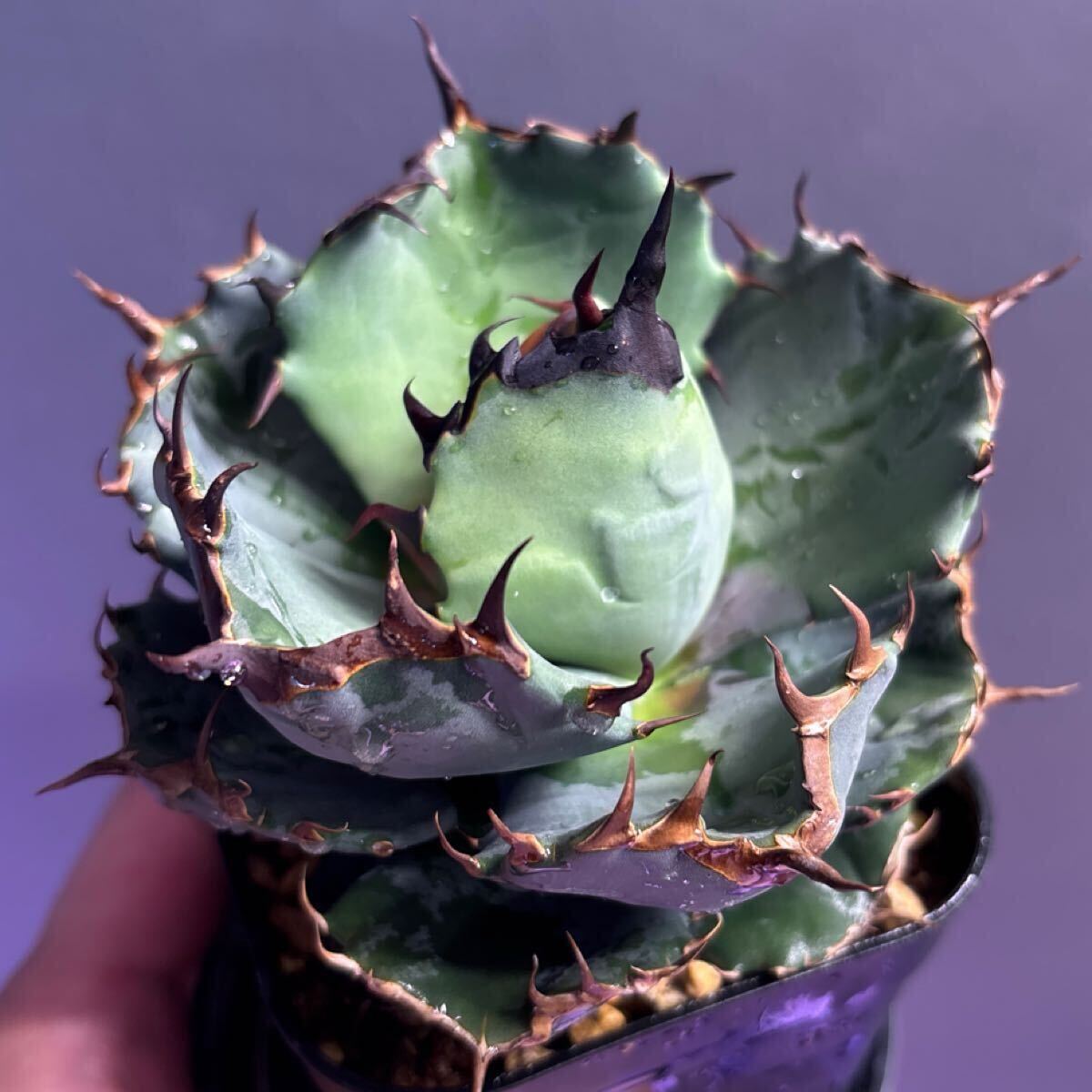 Yahoo!オークション -「cancer」(アガベ) (観葉植物)の落札相場 Yahoo!オークション -「cancer」(アガベ) (観葉植物)の落札相場