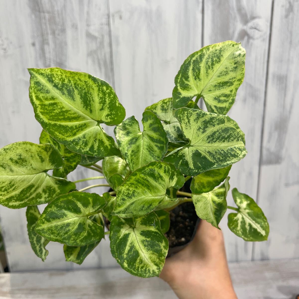 Yahoo!オークション -「シンゴニウム」(観葉植物) の落札相場 Yahoo!オークション -「シンゴニウム」(観葉植物) の落札相場
