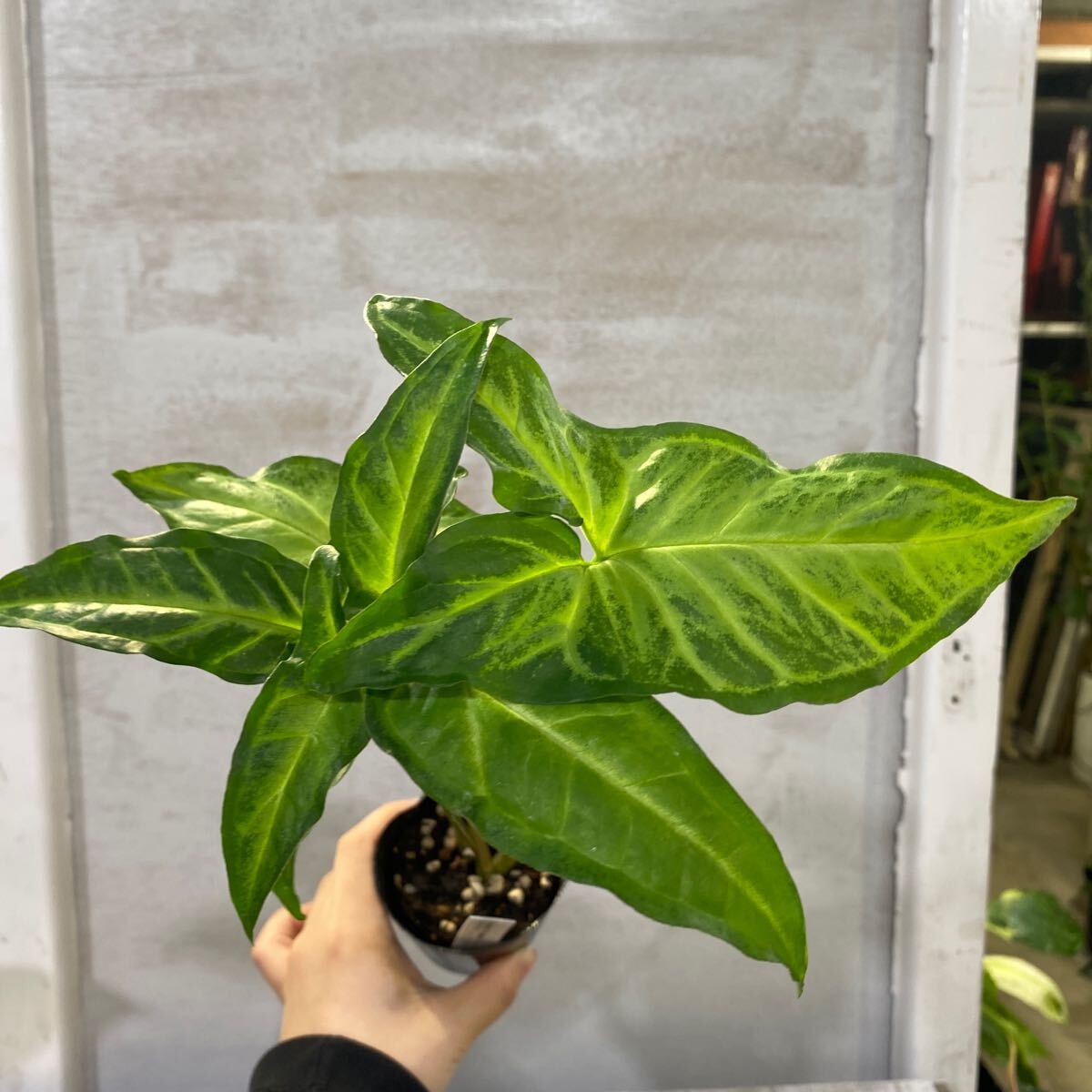 Yahoo!オークション -「シンゴニウム」(観葉植物) の落札相場 Yahoo!オークション -「シンゴニウム」(観葉植物) の落札相場