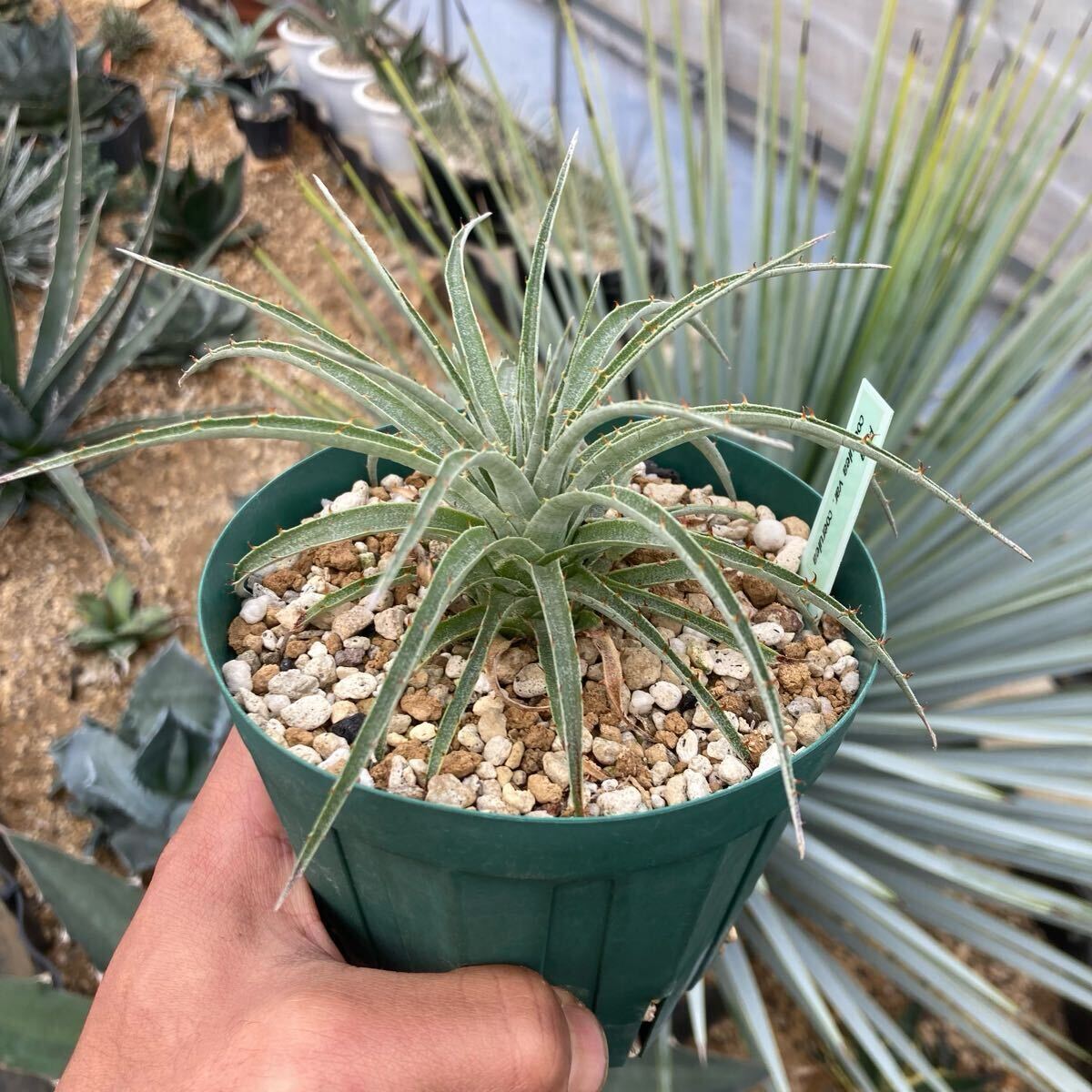 Yahoo!オークション -「プヤ セルーレア」(観葉植物) の落札相場 Yahoo!オークション -「プヤ セルーレア」(観葉植物) の落札相場