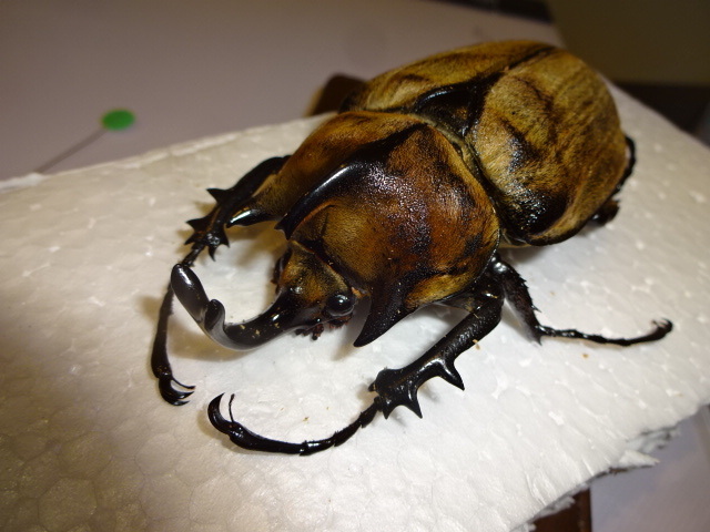 ギアス・ルンバッシャー新成虫ペア即ブリゾウカブトムシ