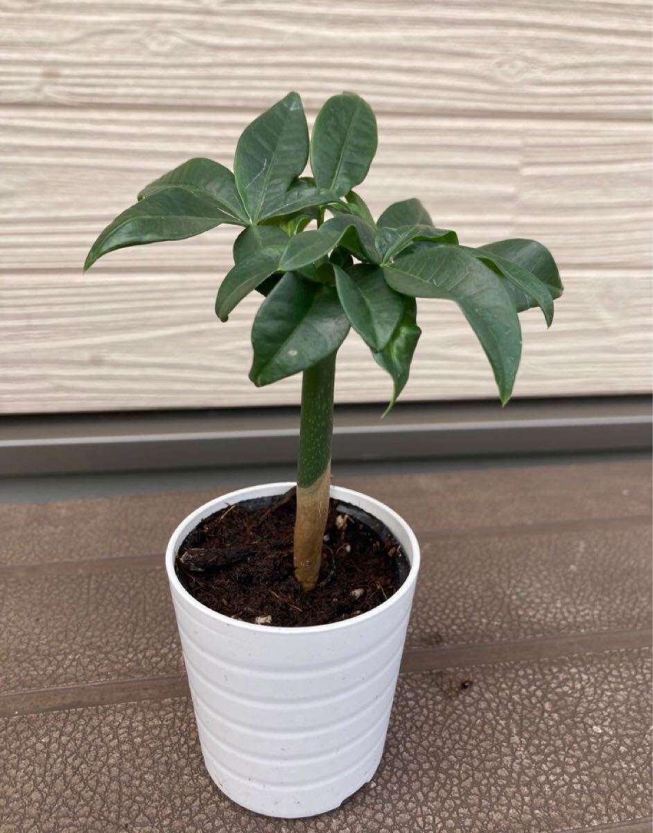 Yahoo!オークション -「パキラ 実生」(花、園芸) の落札相場 Yahoo!オークション -「パキラ 実生」(花、園芸) の落札相場