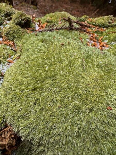 No.9 天然 ホソバオキナゴケ 3パック 苔 山苔 苔テラリウム ビバリウム パルダリウム 苔盆栽 盆栽 苔庭 庭園苔