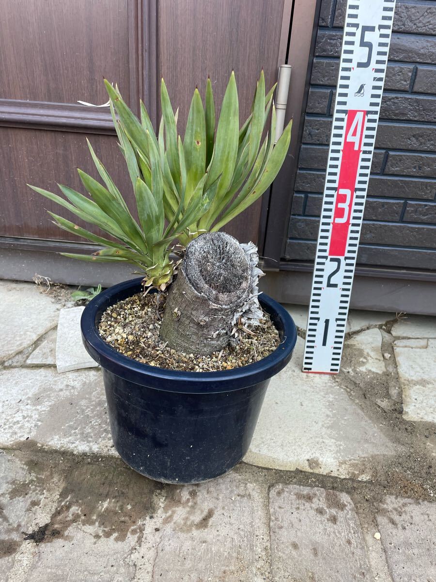 Yahoo!オークション -「グロリオサ」(ユッカ) (観葉植物)の落札 Yahoo!オークション -「グロリオサ」(ユッカ) (観葉植物)の落札