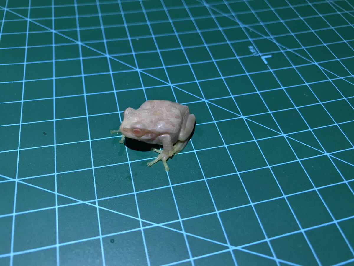 アマガエル アルビノ 15匹セット＋補償5匹 自家繁殖個体 (CB