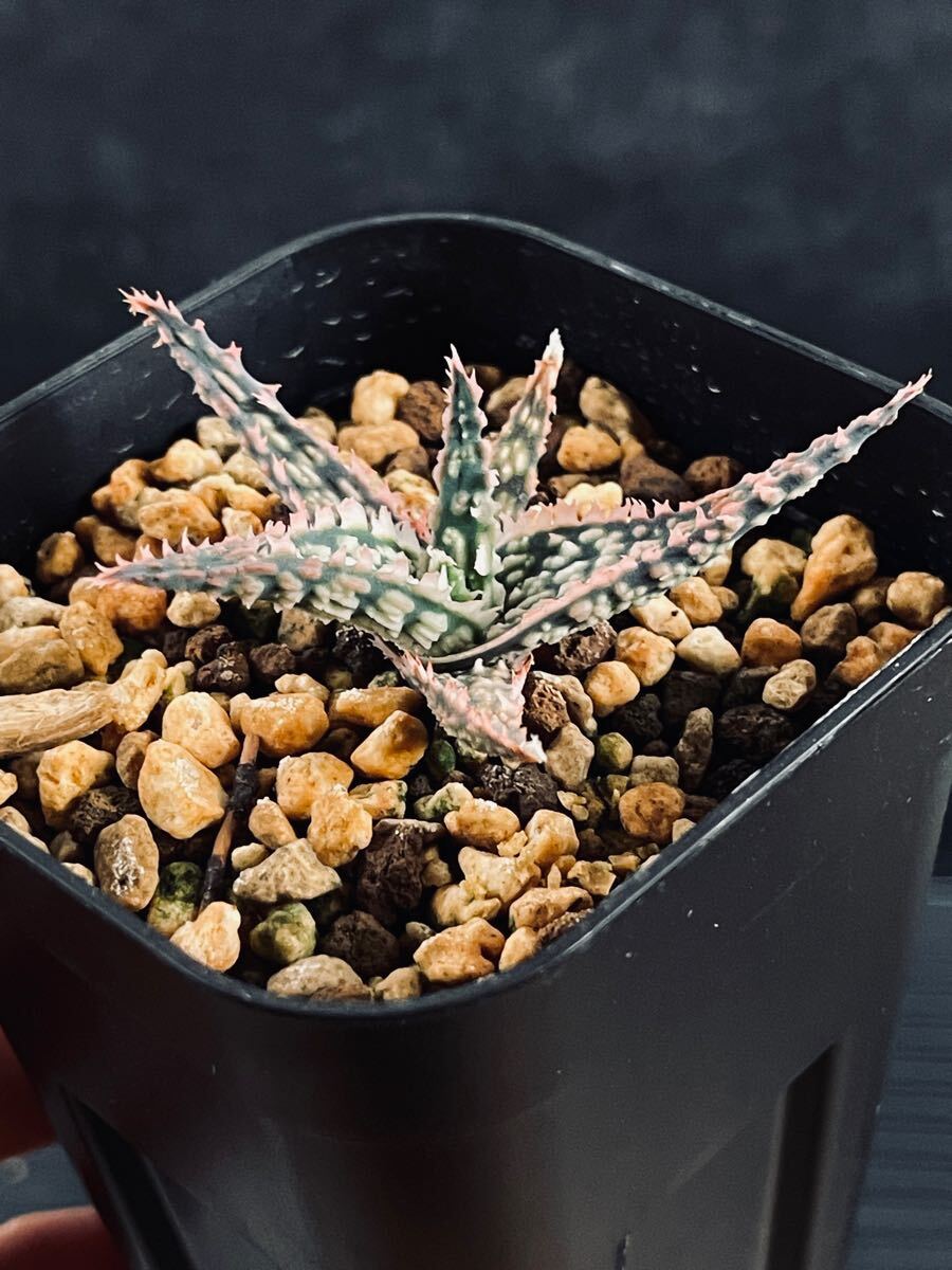 バ*ス様 アロエハイブリッド　タイガークロウ　TCT 親株 バ*ス様 アロエハイブリッド タイガークロウ TCT 親株 - メルカリ