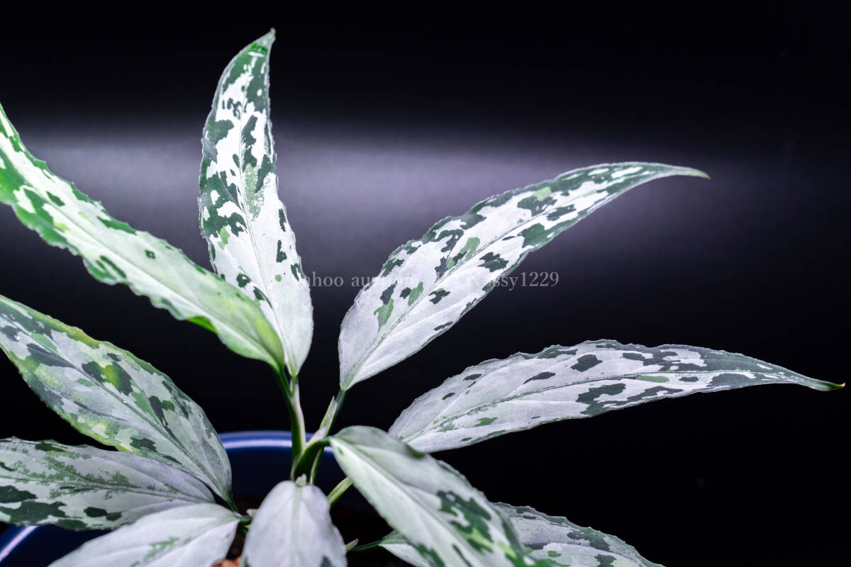 Yahoo!オークション -「aglaonema アグラオネマ」の落札相場 Yahoo!オークション -「aglaonema アグラオネマ」の落札相場