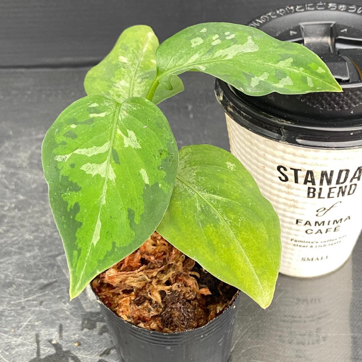 Yahoo!オークション -「aglaonema アグラオネマ」の落札相場