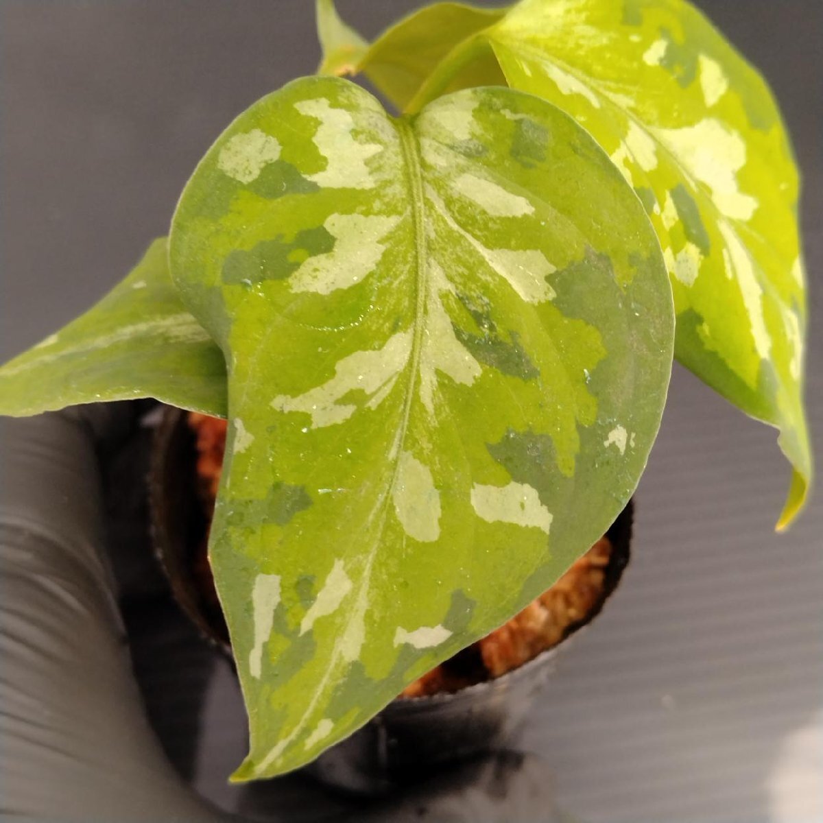 Yahoo!オークション -「aglaonema アグラオネマ」の落札相場