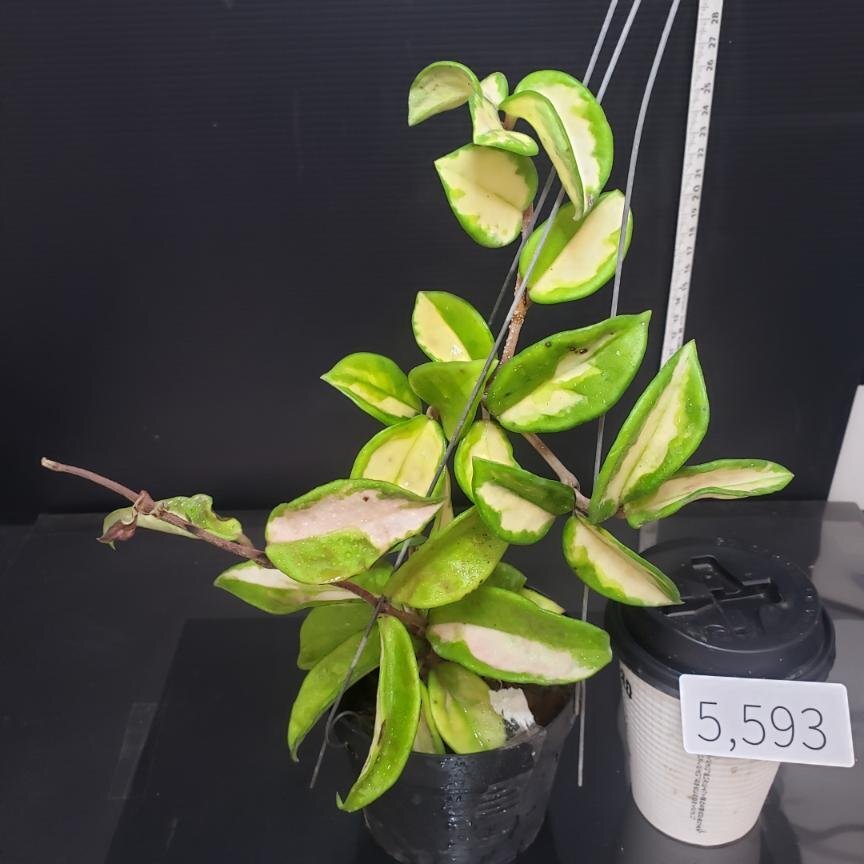 Yahoo!オークション -「ホヤ 観葉植物」(花、園芸) の落札相場 Yahoo!オークション -「ホヤ 観葉植物」(花、園芸) の落札相場