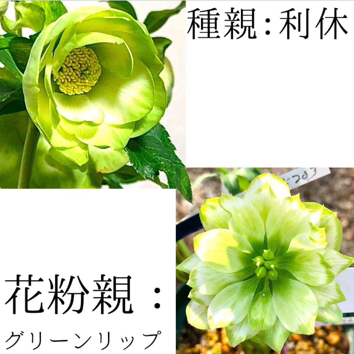 Yahoo!オークション -「利休」(花、園芸) の落札相場・落札価格 Yahoo!オークション -「利休」(花、園芸) の落札相場・落札価格