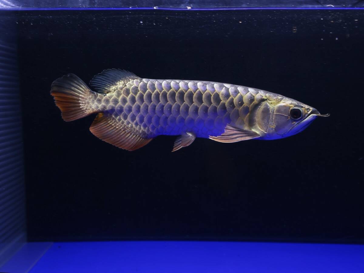 Yahoo!オークション -「キングコング」(アロワナ) (淡水魚)の
