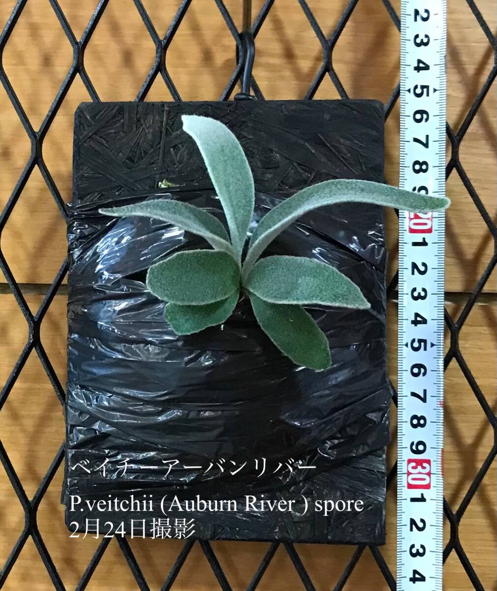 Yahoo!オークション -「river」(ビカクシダ、コウモリラン Yahoo!オークション -「river」(ビカクシダ、コウモリラン