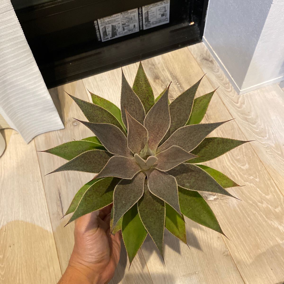 Yahoo!オークション -「レディー」(アガベ) (観葉植物)の落札 Yahoo!オークション -「レディー」(アガベ) (観葉植物)の落札