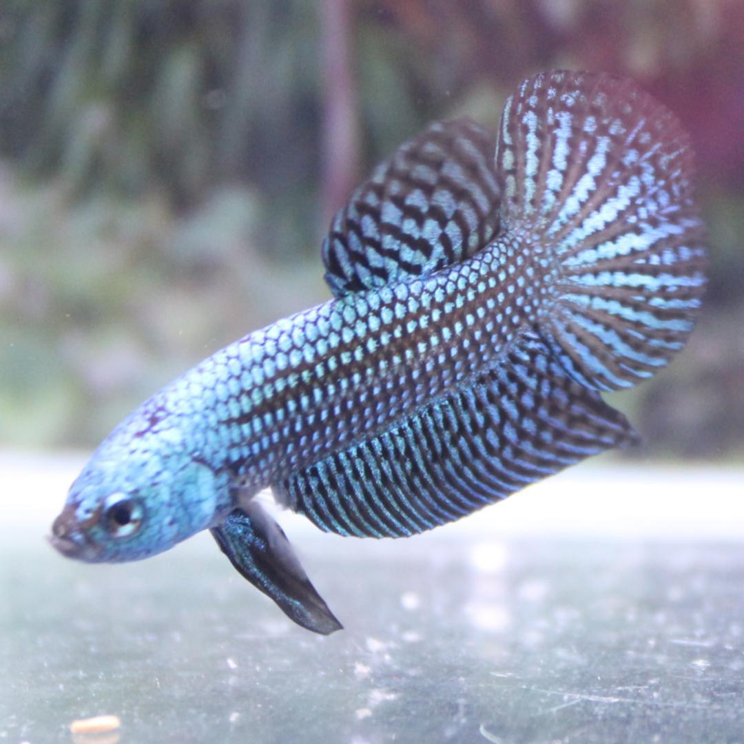 淡水魚】コリドラス ニューヨッシャー シングー水系 ワイルド