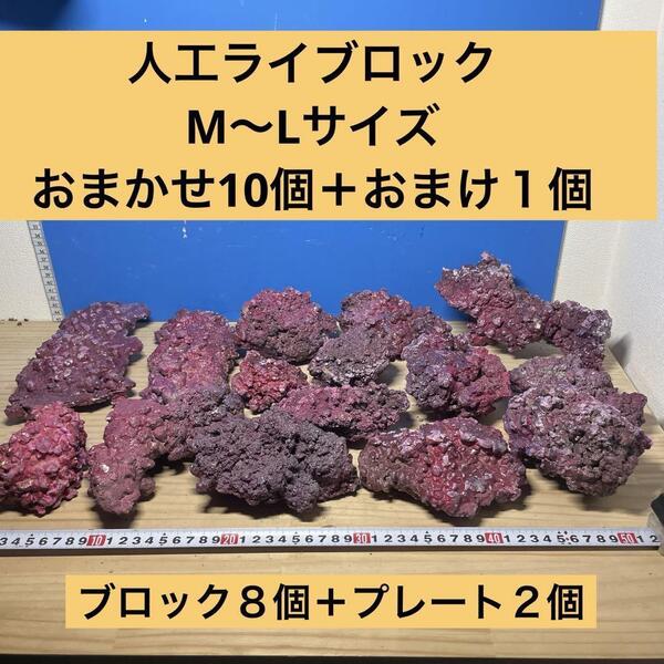人工ライブロック M〜Lサイズおまかせ10個+おまけ1個アク抜き済み安心塗料使用2
