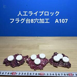 人工ライブロック フラグ台8穴加工 A107 アク抜き済み安心塗料使用