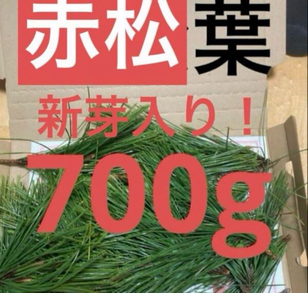 赤松の葉 野菜 岡山県産 即日発送 即購入可能