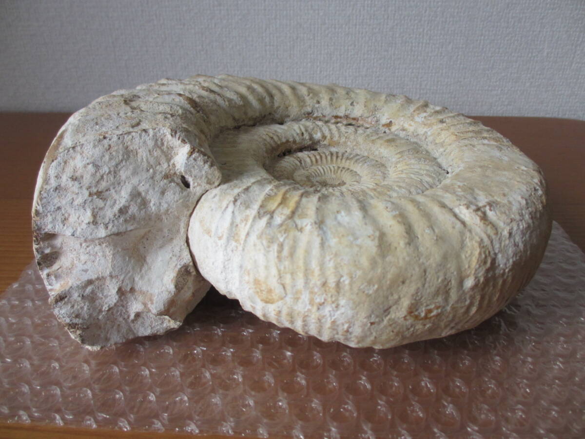 【特大】アンモナイト 化石 約1kg Amazon.co.jp: 特大アンモナイト 化石 重量22.2kg 直径34.5cm