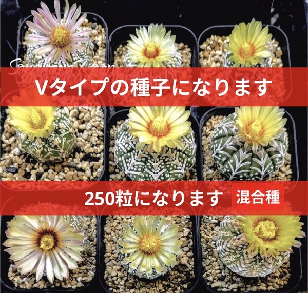 Ω250 スーパー兜 アストロフィツム Vタイプ 種子 250粒 サボテン 送料無料 兜丸 AstrophytumSuperKabuto V-type 特別割引品